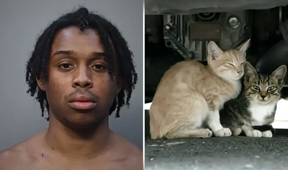 Los gatitos se encontraban en el piso del coche, sin ningún tipo de medida de seguridad, en Florida. Foto: Cuballama/Freepik