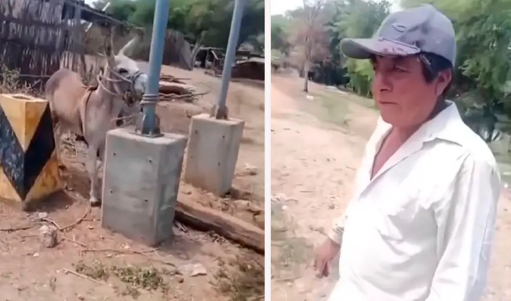 El animal le arrancó el dedo meñique al agricultor. Créditos: Difusión