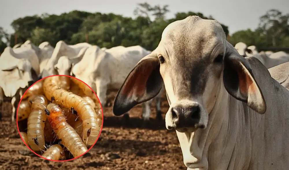 Según informó el USDA, la medida podría entrar en vigor el próximo miércoles 30 de abril. Foto: composición LR/Actualidad Ganadera. Según informó el USDA, la medida podría entrar en vigor el próximo miércoles 30 de abril. Foto: composición LR/Actualidad Ganadera.