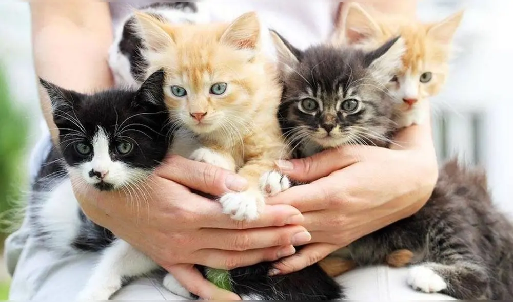 Cada año, la Gatotón incentiva la promoción de nuevas oportunidades para animales urbanos. Foto: difusión