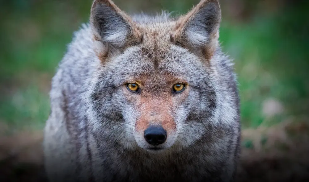 Con la temporada de coyotes cerca en Texas, conoce las principales recomendaciones para mantenerlos lejos de tu hogar y familia. Foto: KTSM 9 News Con la temporada de coyotes cerca en Texas, conoce las principales recomendaciones para mantenerlos lejos de tu hogar y familia. Foto: KTSM 9 News