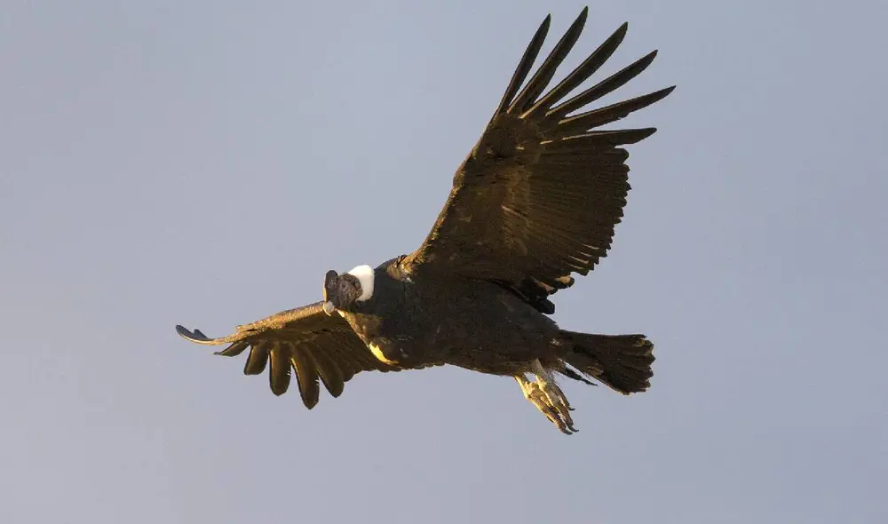 El cóndor andino es el ave voladora más grande del mundo y se encuentra en Sudamérica. Foto: Animal Planet El cóndor andino es el ave voladora más grande del mundo y se encuentra en Sudamérica. Foto: Animal Planet