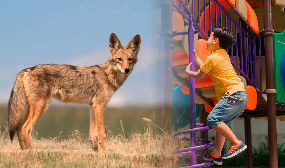 Los coyotes pueden representar una amenaza para las mascotas, especialmente para perros y gatos pequeños. Foto: composición LR/Freepik/calmzoo Los coyotes pueden representar una amenaza para las mascotas, especialmente para perros y gatos pequeños. Foto: composición LR/Freepik/calmzoo