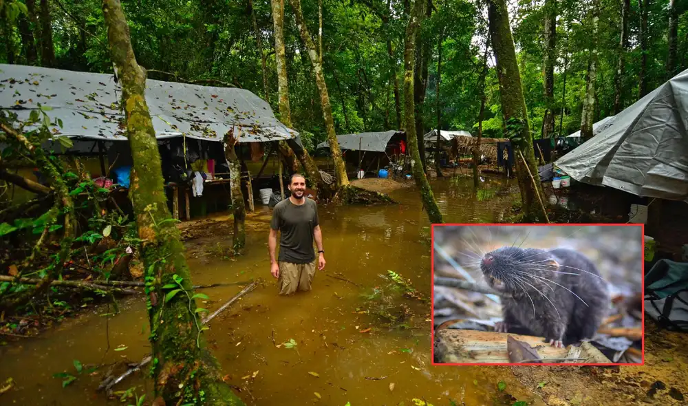 Entre las especies, se halló un ratón anfibio que se encuentra entre los más raros del mundo. Foto: composición LR/Ronald Díaz /Conservación International Entre las especies, se halló un ratón anfibio que se encuentra entre los más raros del mundo. Foto: composición LR/Ronald Díaz /Conservación International