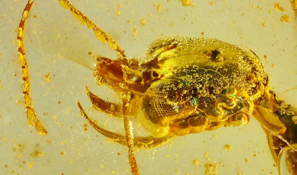 Las hormigas del infierno poseían fuertes mandíbulas que funcionaban como guadañas. Foto: AntWeb