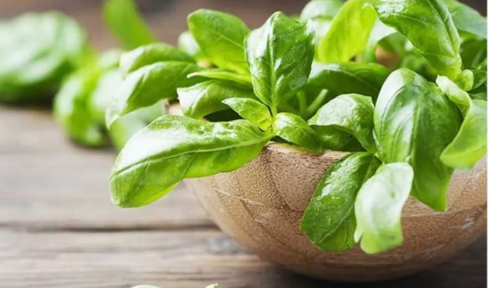 La albahaca, más allá de su uso culinario, contiene compuestos naturales que ayudan a mejorar tu salud. Foto: YahooStyle