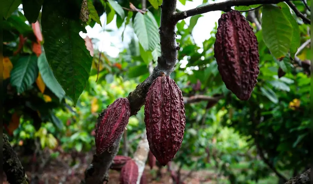 Según un reciente estudio publicado en Scientific Reports, el cacao (Theobroma cacao) se originó en la región alta del Amazonas. Foto: EFE.