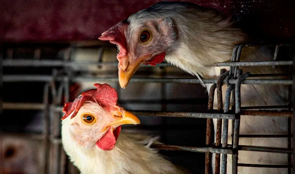 La prohibición de la Unión Europea y el Reino Unido a las importaciones de carne de pollo estadounidense está vigente desde 1997. Foto: Página 12 La prohibición de la Unión Europea y el Reino Unido a las importaciones de carne de pollo estadounidense está vigente desde 1997. Foto: Página 12