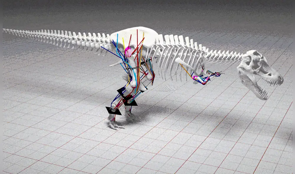 Para determinar cuál fue el dinosaurio más rápido del mundo se combinaron datos biomecánicos con modelado digital. Foto:William Sellers/Live Science. Para determinar cuál fue el dinosaurio más rápido del mundo se combinaron datos biomecánicos con modelado digital. Foto:William Sellers/Live Science.