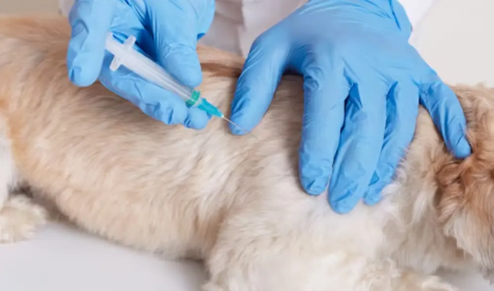 Los concejales buscan que el agresor enfrente cargos, subrayando la urgencia de erradicar la violencia contra los animales en Chile. Foto: Freepik