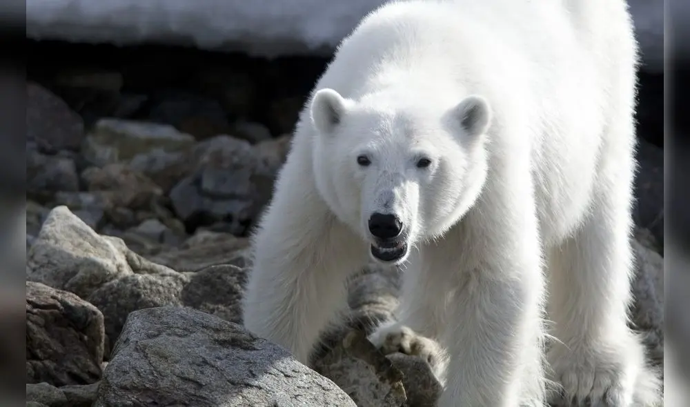 Oso polar persiguió a un hombre armado al sentirse atacado. Foto: CNN