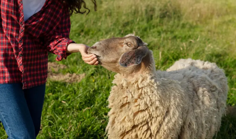 Cryptosporidium es un parásito común en heces de animales infectados y puede provocar criptosporidiosis, que causa infecciones gastrointestinales. Foto: Freepik Cryptosporidium es un parásito común en heces de animales infectados y puede provocar criptosporidiosis, que causa infecciones gastrointestinales. Foto: Freepik
