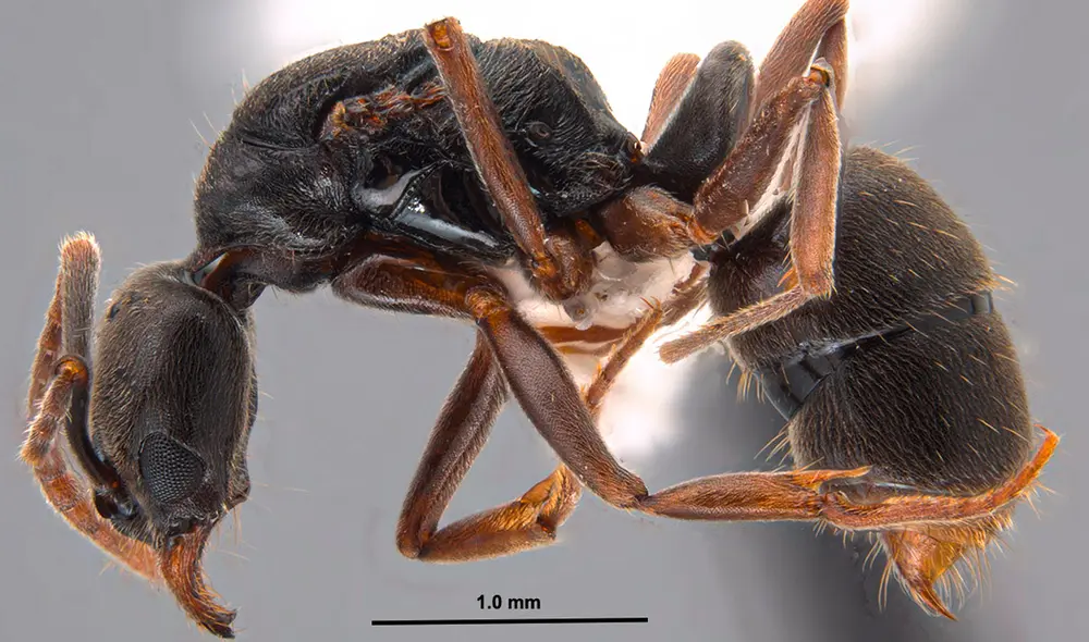 Una hormiga se expande por Estados Unidos causando preocupación en ciudadanos.