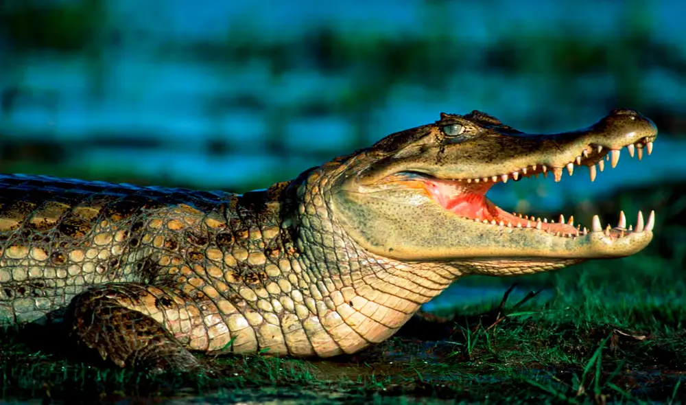 Los caimanes no son enteramente culpables de los casos de ataque en Florida.