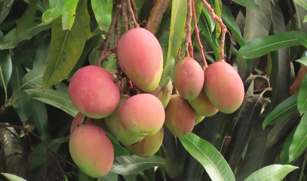 El mango, una de las frutas más populares del mundo, proviene de un árbol conocido como manguero o Mangifera indica.. Foto: Inaturalist El mango, una de las frutas más populares del mundo, proviene de un árbol conocido como manguero o Mangifera indica.. Foto: Inaturalist