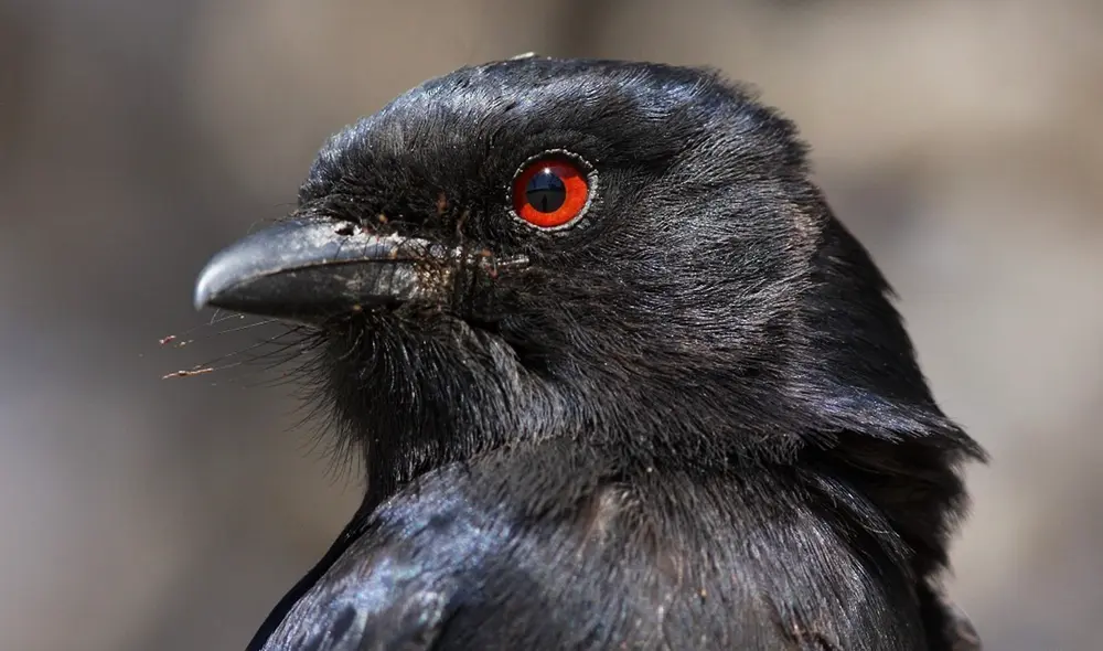 El drongo ahorquillado que habita al sur de África, ha desarrollado una habilidad para imitar sonidos y engañar a otros animales. Foto: Ebird/Markus Lilje