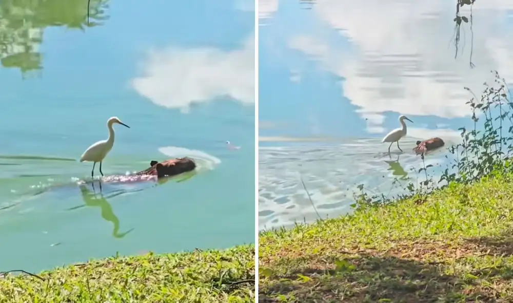 Video tiene miles de reproducciones en la plataforma. Foto: captura de TikTok / @elespanolcom