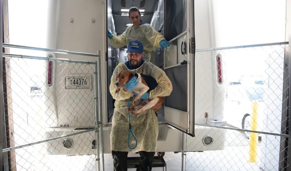 La Sociedad Protectora de Animales de los Estados Unidos se encargó de reubicar los beagles rescatados. Foto: USHS