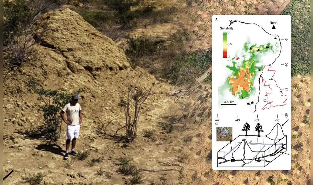 El estudio descubrió que existen extensas redes de túneles subterráneos que las termitas excavaron a lo largo de milenios. Foto: Composición LR/Current Biology.