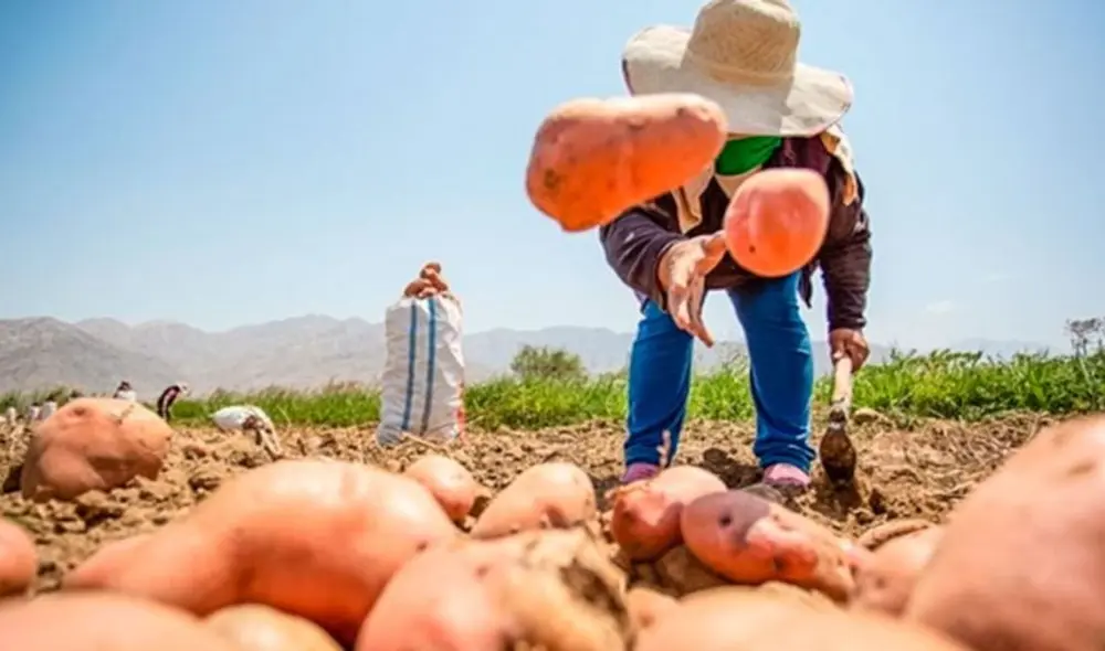 Se espera el envío de arándanos, fresas, frambuesas, entre otras frutas a Brasil. Foto: El Peruano/LR Se espera el envío de arándanos, fresas, frambuesas, entre otras frutas a Brasil. Foto: El Peruano/LR