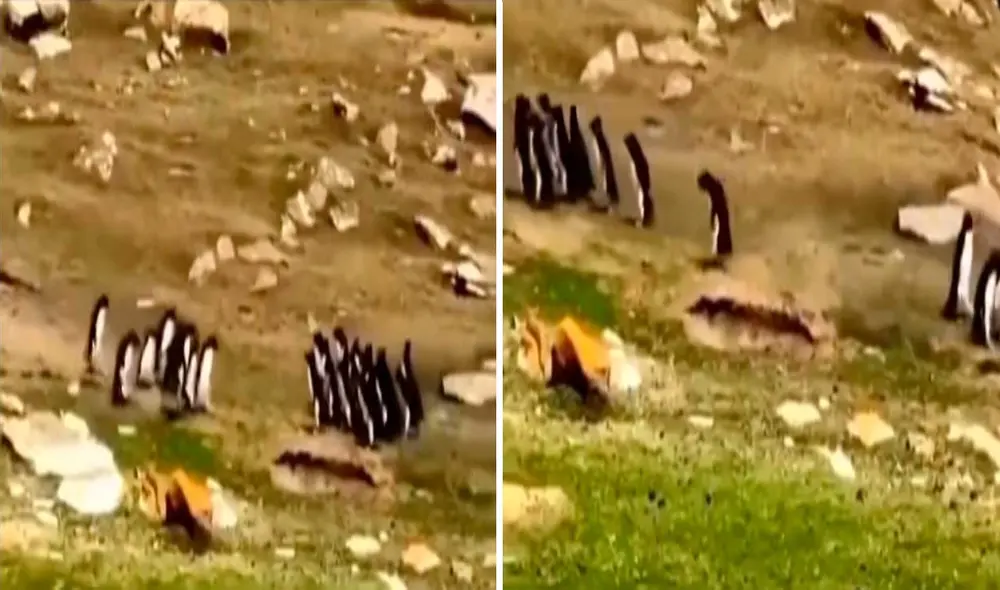 Video es tendencia en redes sociales. Foto: captura de TikTok/@ceciarmy Video es tendencia en redes sociales. Foto: captura de TikTok/@ceciarmy