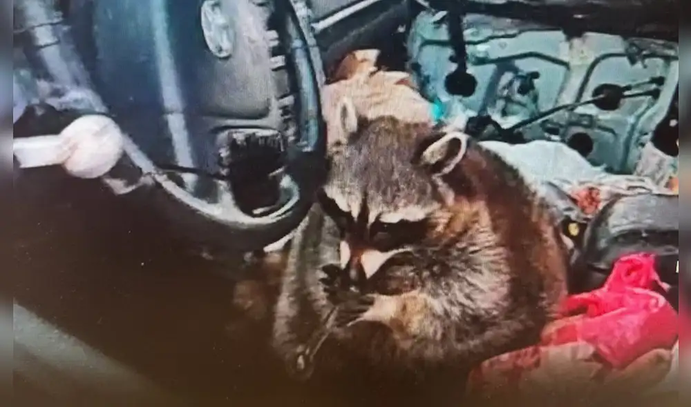 La ley de mascotas exóticas en Estados Unidos permite mapaches, pero su uso en tráfico de drogas en Ohio plantea dudas legales.