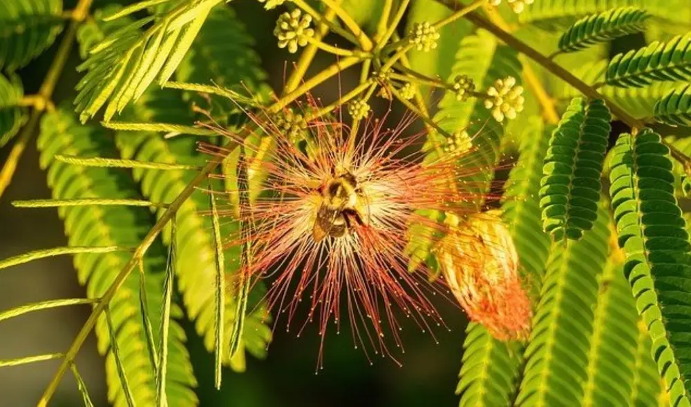 Esta planta con origen en Brasil tiene propiedades psicoactivas que ayudan al tratamiento contra la depresión. Foto: Mycotrop
