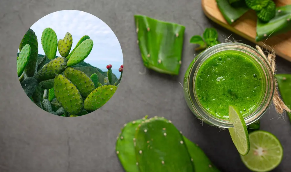 Originario de México, el nopal es conocido por sus propiedades nutricionales y su uso en la medicina tradicional. Foto: FreePik