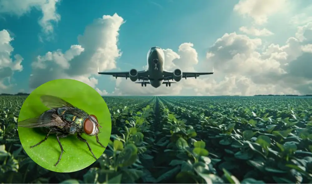 La técnica del insecto estéril consiste en criar millones de moscas en condiciones de laboratorio, esterilizarlas mediante radiación y soltarlas en el medio ambiente de las zonas. Foto: FreePik