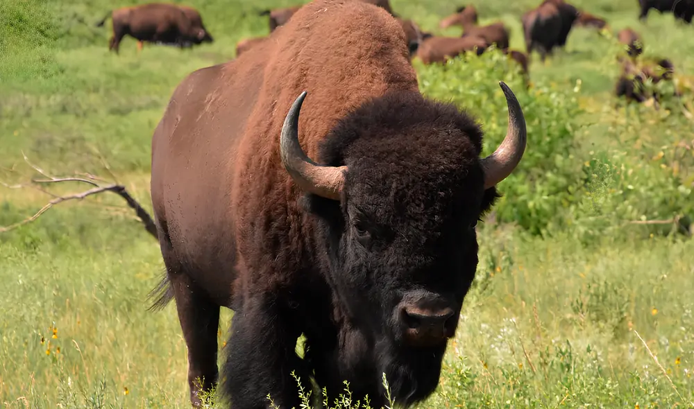 El ataque se produjo en una de las áreas frecuentadas por estos animales dentro del parque, específicamente en Lake Village. Foto: Freepik El ataque se produjo en una de las áreas frecuentadas por estos animales dentro del parque, específicamente en Lake Village. Foto: Freepik