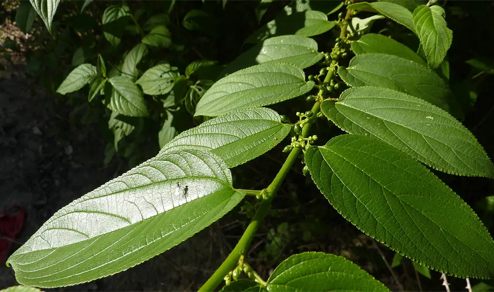 La Trema micrantha, es una especie de árbol originaria de México, Brasil y el Caribe que posee un compuesto del cannabis. Foto: INaturalist