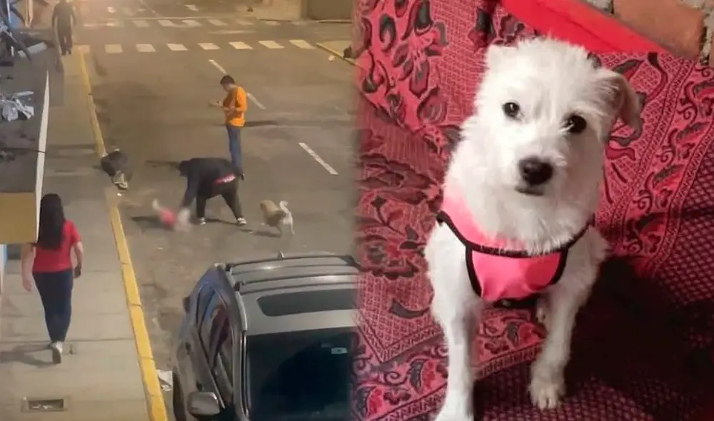 A través de un pronunciamiento en redes sociales, el MININTER condenó enérgicamente el acto de violencia contra el perrito. Foto: Composición LR A través de un pronunciamiento en redes sociales, el MININTER condenó enérgicamente el acto de violencia contra el perrito. Foto: Composición LR