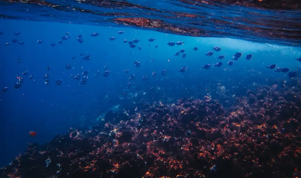 Sin observaciones directas, los riesgos para ecosistemas únicos son inciertos. La minería submarina y la acumulación de residuos industriales amenazan estos hábitats vulnerables. Foto: Freepik