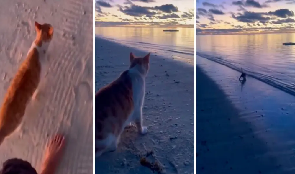 Video tiene miles de vistas en la plataforma. Foto: captura de TikTok /Ceciarmy