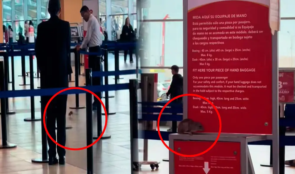 La rata corría desesperadamente ante la mirada atónita de los pasajeros en el aeropuerto de Perú. Foto: composición LR/ TikTok / @karencrtzz