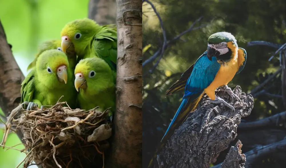 Las crías de los loros, conocidas como polluelos, nacen ciegas e indefensas, lo que resalta la necesidad de atención constante. Foto: FreePik Las crías de los loros, conocidas como polluelos, nacen ciegas e indefensas, lo que resalta la necesidad de atención constante. Foto: FreePik