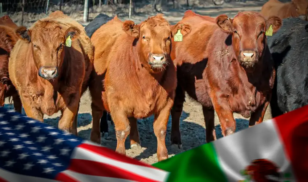 EE. UU. propuso realizar operaciones aéreas en territorio mexicano para controlar la plaga. Foto: composición LR/Difusión EE. UU. propuso realizar operaciones aéreas en territorio mexicano para controlar la plaga. Foto: composición LR/Difusión