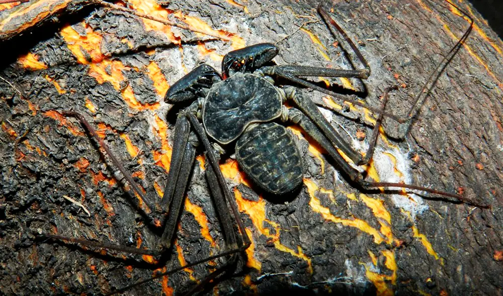 La expedición científica encontró nuevas especies en la cámara oculta de la Cueva de Movile en Rumania. Foto: Flickr