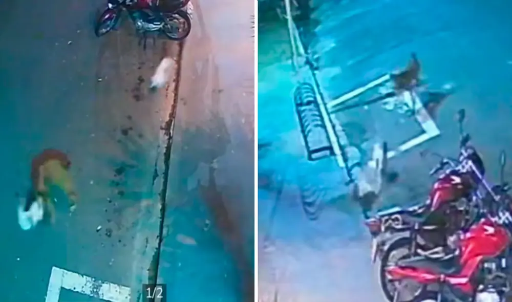 Video tiene millones de vistas en la plataforma.