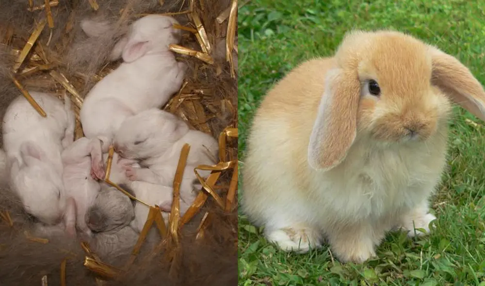 Los gazapos, o crías de conejo, nacen en la situación de desventaja máxima y son ciegos y sordos. Foto: FreePik