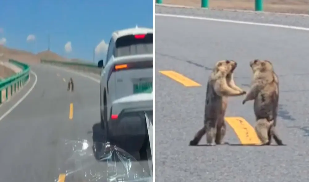 Video tiene miles de vistas en la plataforma.