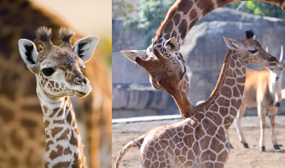 Las crías de jirafa, enfrentan numerosos desafíos desde su nacimiento. Foto: Depositphotos Las crías de jirafa, enfrentan numerosos desafíos desde su nacimiento. Foto: Depositphotos