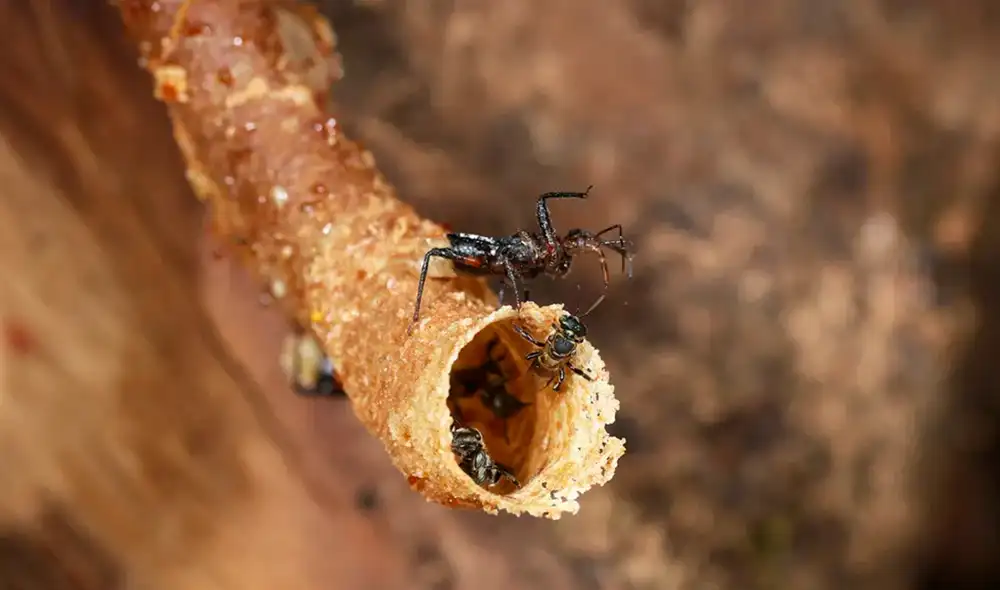 Una chinche asesina espera a la entrada de un nido de abejas sin aguijón para atrapar su presa. Foto: PNAS