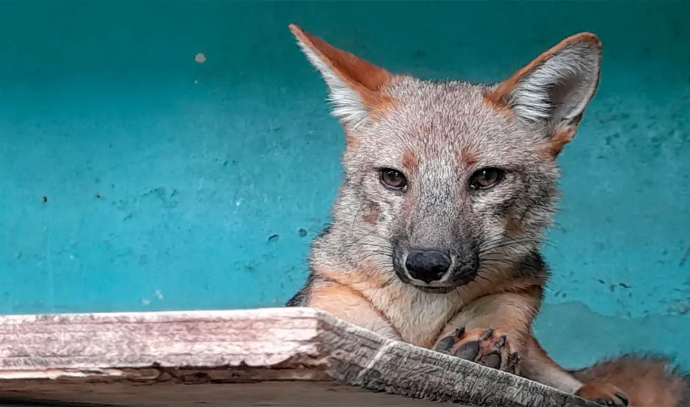 Run Run se convirtió en símbolo de la problemática del tráfico ilegal de fauna silvestre en Perú. Foto: Andina