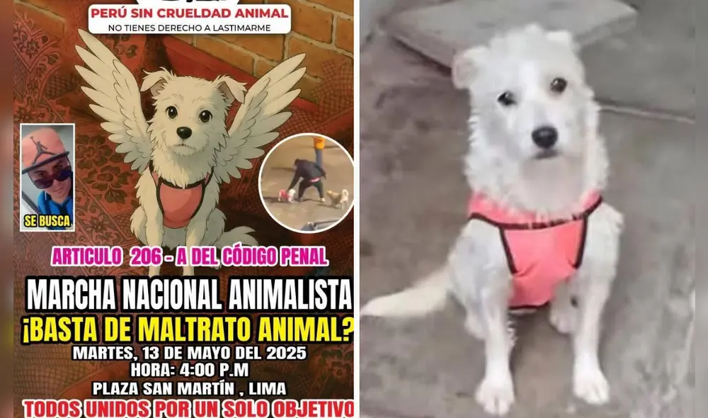 Organizaciones animalistas exigen justicia para Bianca, la perrita asesinada en Trujillo. Organizaciones animalistas exigen justicia para Bianca, la perrita asesinada en Trujillo.