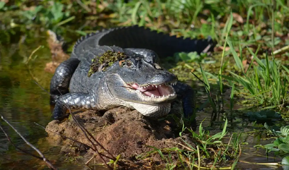 La FWC brinda recomendaciones para evitar un ataque de un caimán.