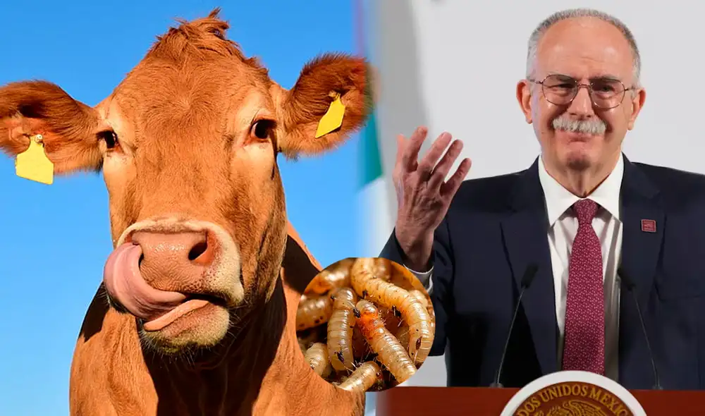 México pide apoyo a EEUU para combatir la plaga del gusano barrenador en el ganado. México pide apoyo a EEUU para combatir la plaga del gusano barrenador en el ganado.