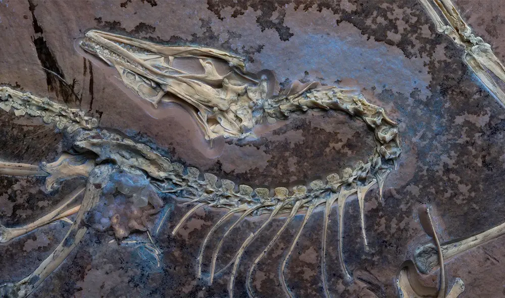 El Archaeopteryx de Chicago bajo luz ultravioleta para mostrar los tejidos blandos junto al esqueleto. Foto: Delaney Drummond