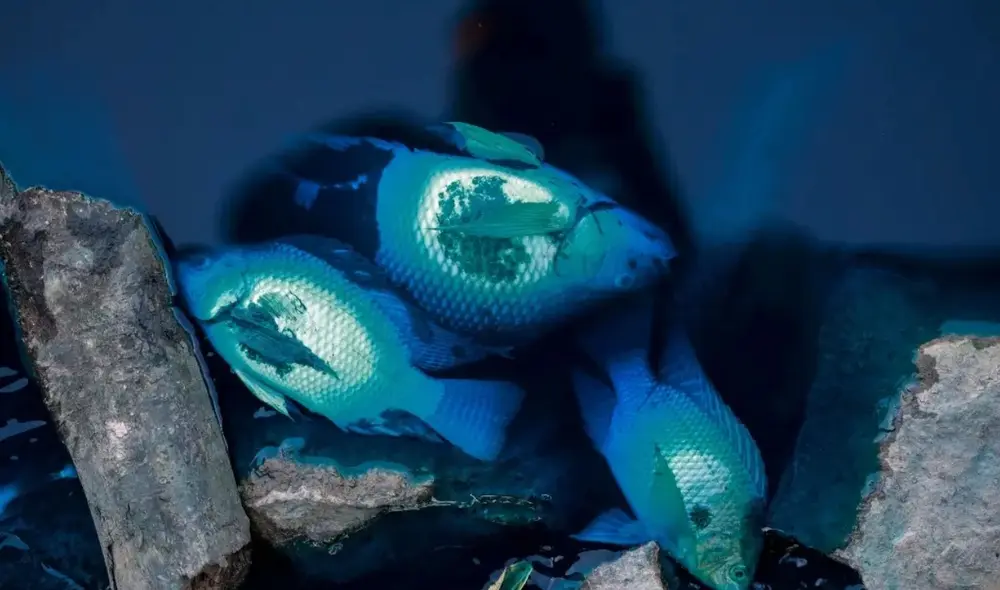 Este derrame en Brasil causó la muerte de numerosos peces en el área. Foto: composición LR/X