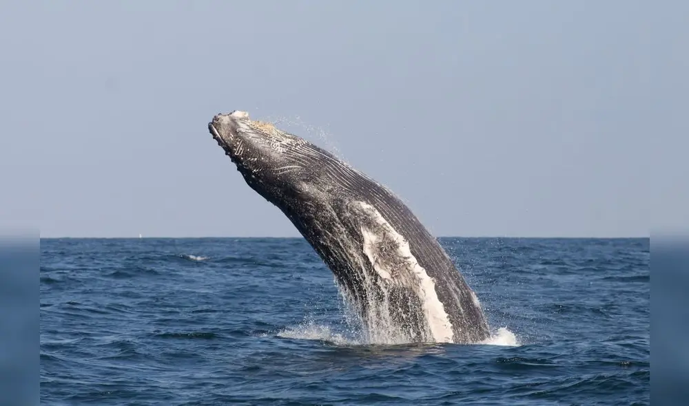 Protegiendo y cuidado el mar peruano. Fuente: Difusión Protegiendo y cuidado el mar peruano. Fuente: Difusión